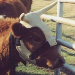 NRS Strap On Muley Horns -Cowboy Essentials Shop ropinghorn2